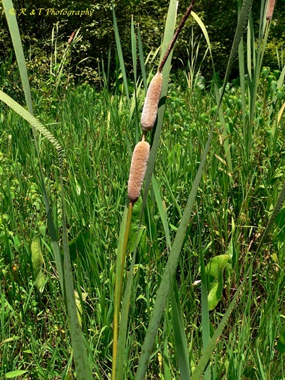 {Typha latifolia}